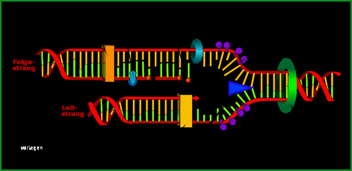 dna transkription translation