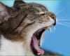 Ausgezeichnet Katze Vermisst Vorlage Wunderbar Zum Valentinstag