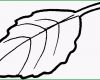 Einzahl Blatt Mit Stengel Ausmalbild &amp; Malvorlage Blumen