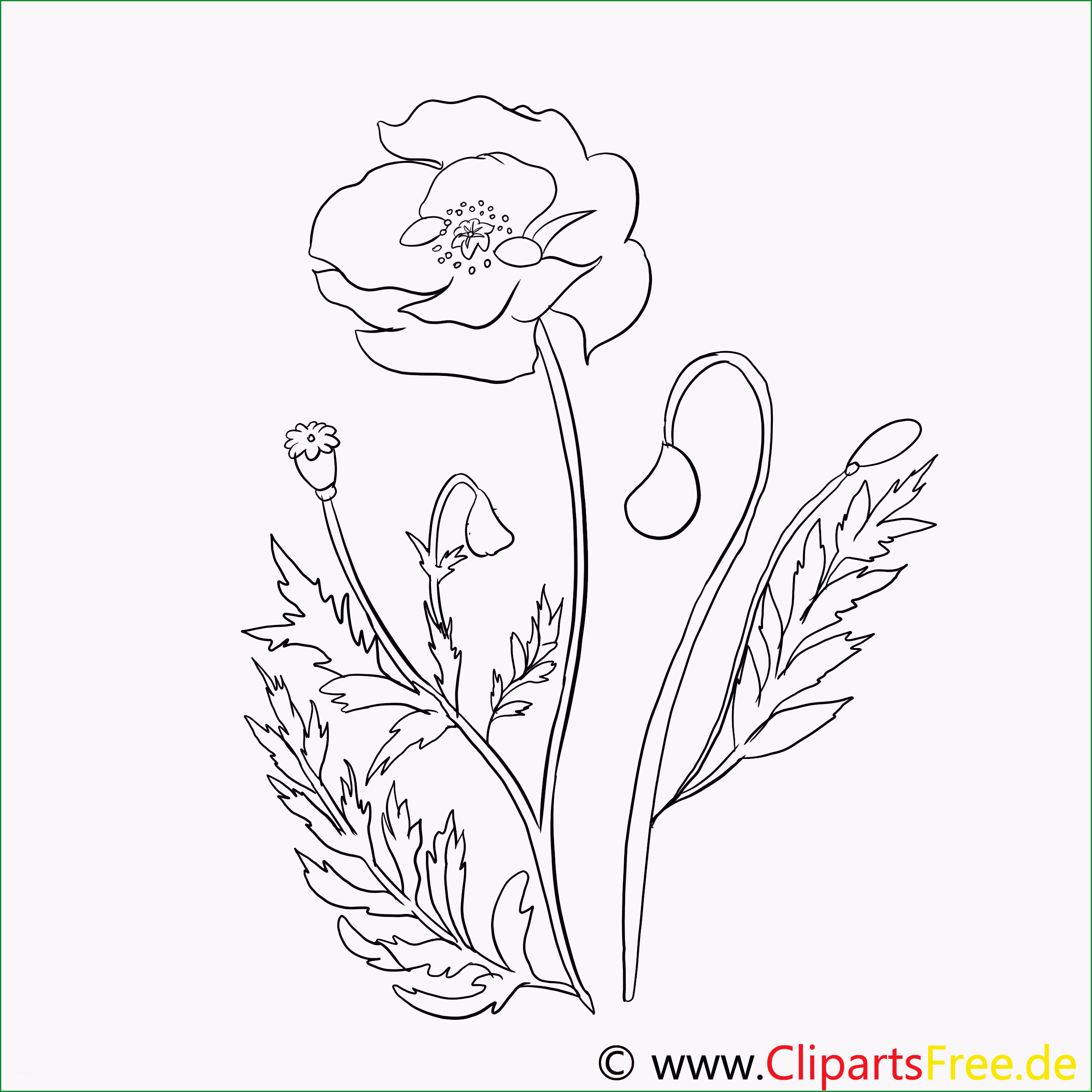 mohn blume malvorlage 3511