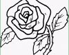 Einzahl Prachtvolle Rose Ausmalbild &amp; Malvorlage Blumen