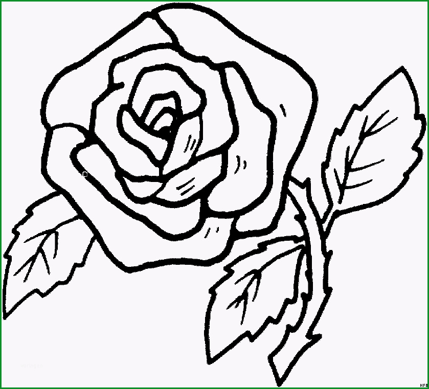 prachtvolle rose