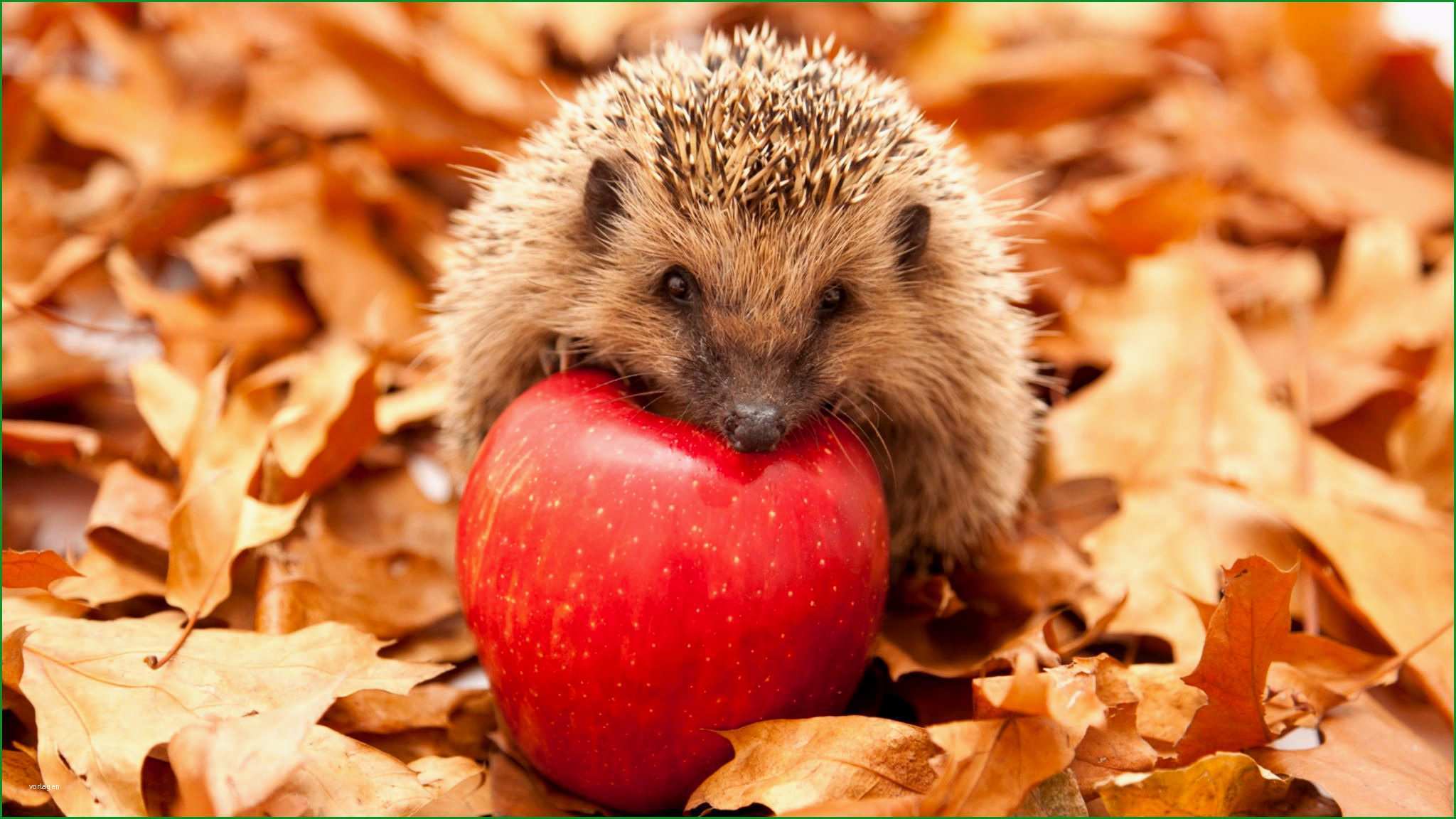 igel fur einen tiefen gesunden winterschlaf