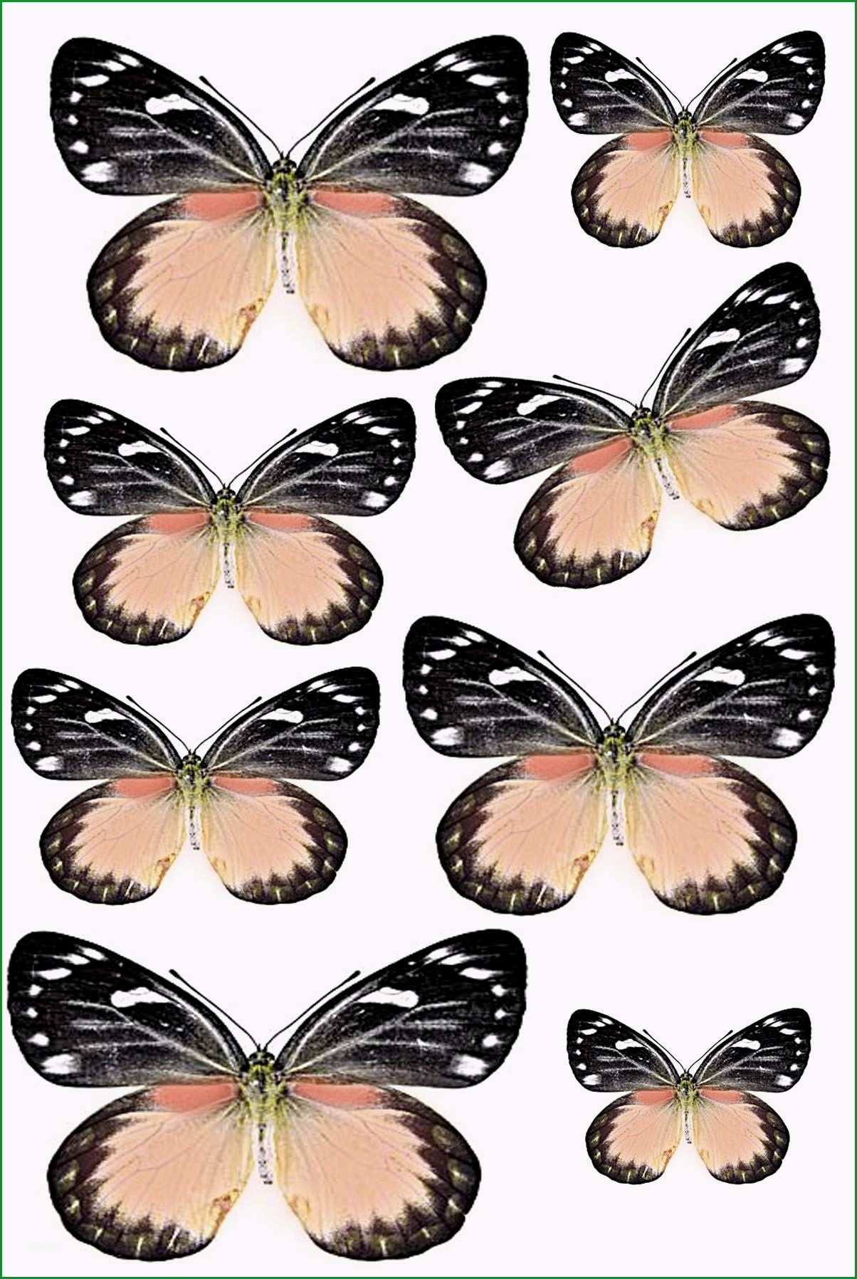 19 Unglaublich Schmetterlingsflügel Vorlage Für 2019 7