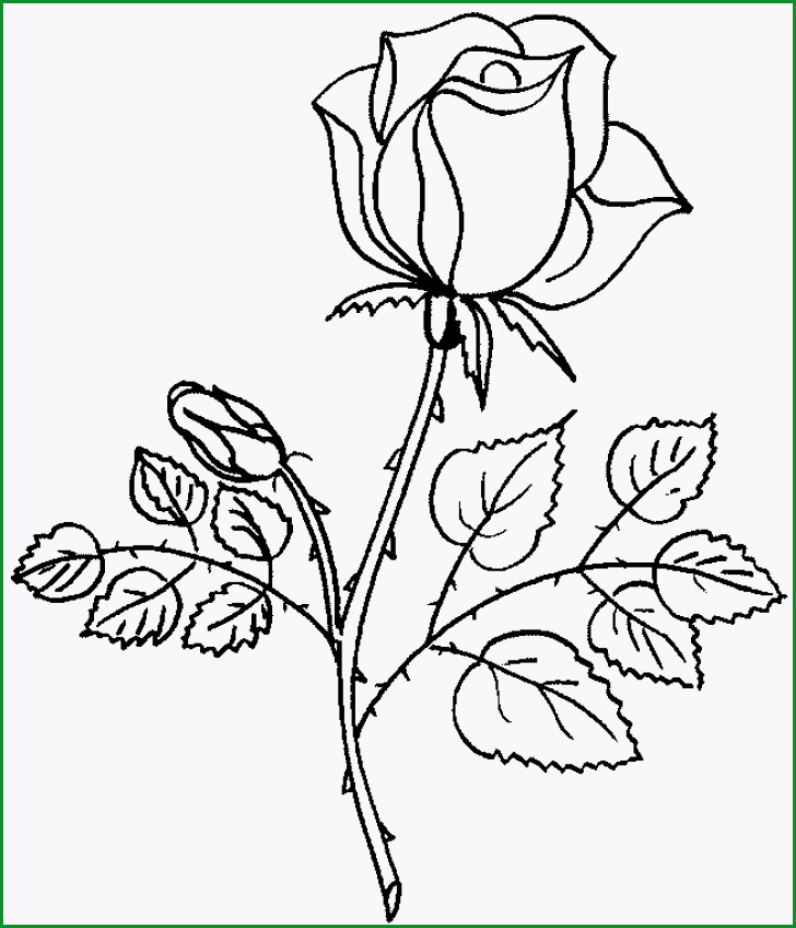 ausmalbilder erwachsene rosen archives elinazurlofrei druckbare rose malvorlagen