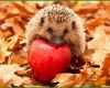 Phänomenal Igel Bild istockphoto Tiere Pinterest