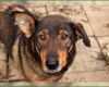 Phänomenal Schutzvertrag Hund Vordruck Beispiel Tierhilfe Korfu E V