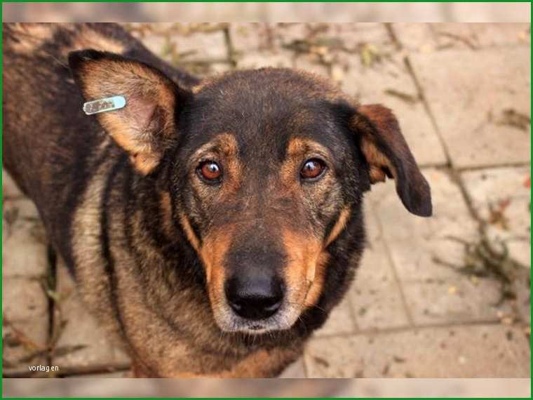 schutzvertrag hund vordruck beispiel tierhilfe korfu e v