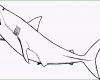 Selten Hai Mit Fenem Mund Ausmalbild &amp; Malvorlage Tiere