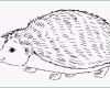 Selten Igel Ausmalbilder Coloring Pages Print Coloring