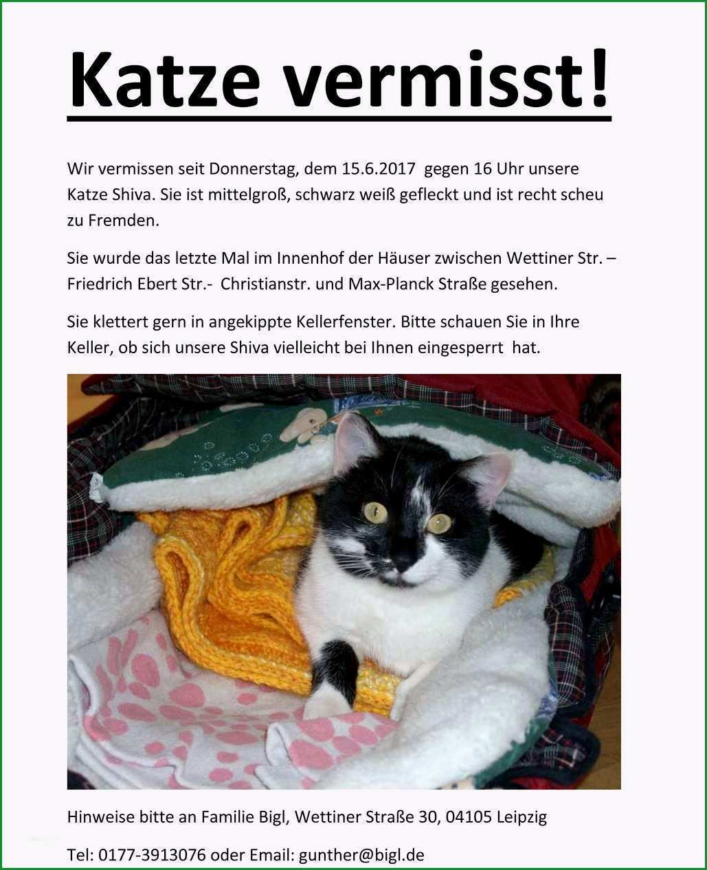 katze vermisst vorlage neu vermisste katzen