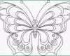 Selten Schmetterling Malvorlage 04 Vorlagen Zeichnen