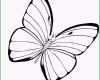 Toll Die Erstaunliche Schmetterling Vorlage Zum Ausdrucken