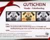 Toll Hunde – Fotoshooting – Gutschein – Blog