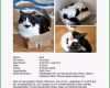 Überraschen Vermisstenanzeige Katze Vorlage Gut Katzen Seite 3