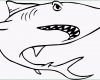 Ungewöhnlich Grimmiger Hai Von Unten Ausmalbild &amp; Malvorlage Tiere