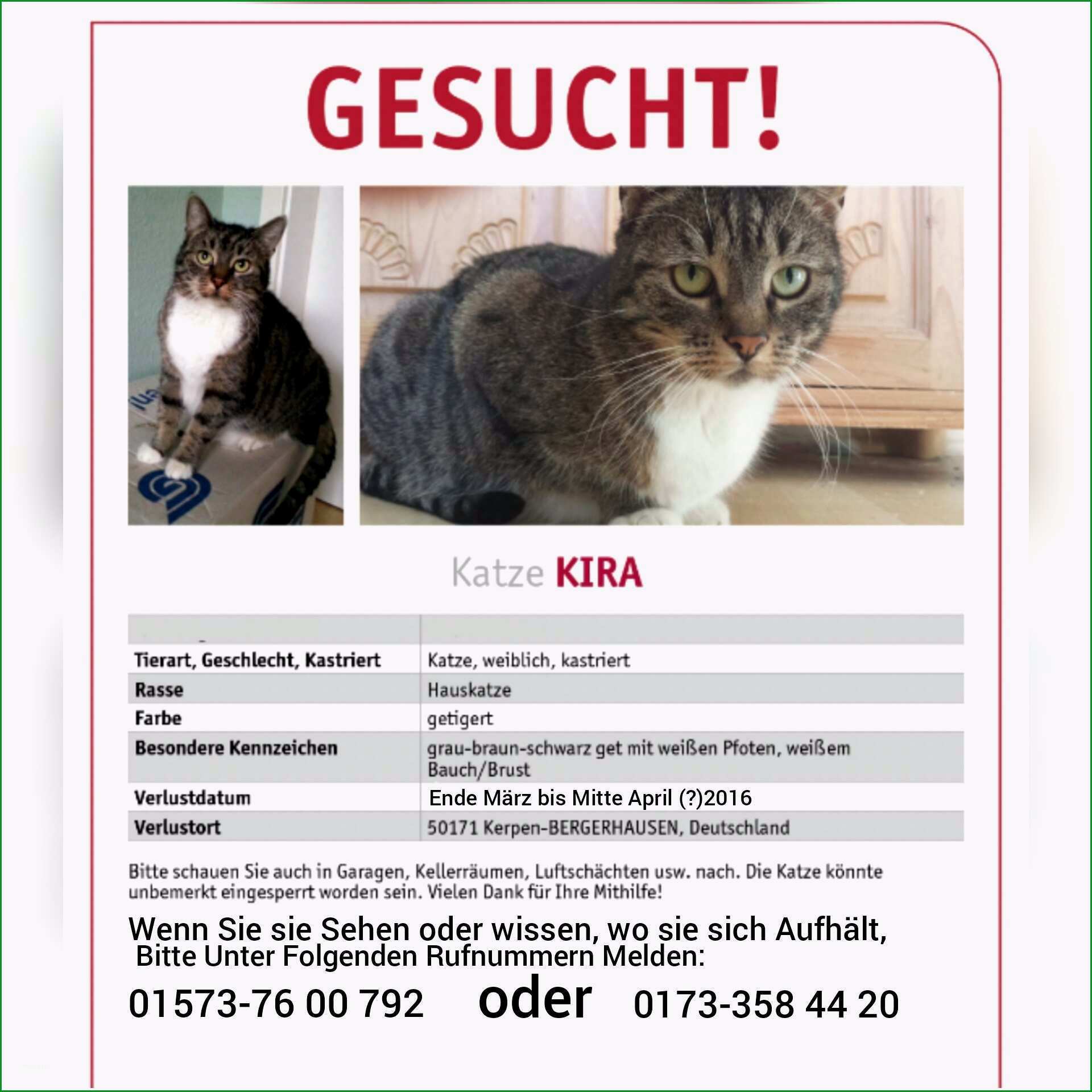 vermisstenanzeige katze vorlage erstaunlich vermisst bruhler samtpfotenhilfe e v